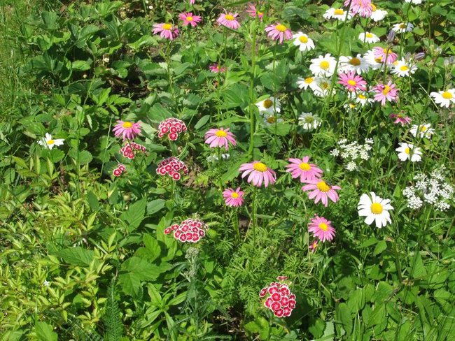 kwiaty z babcinego ogródka