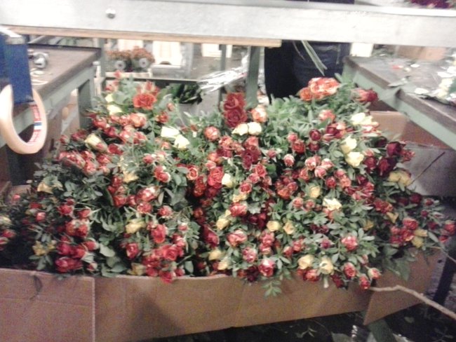 to jest moja rodzinka ale nie komplecie