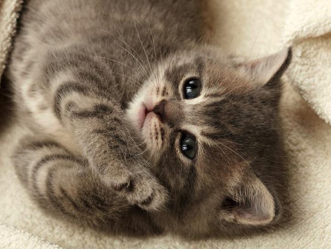 TO DLA CIEBIE MISIU ;P;P