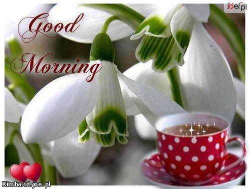 D. Holecki- Czerwone roze