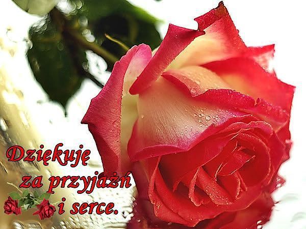 PODZIEKOWANIE ZA TWA PRZYJAZ SZCZEPKO