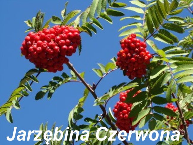 Jarzębina czerwona