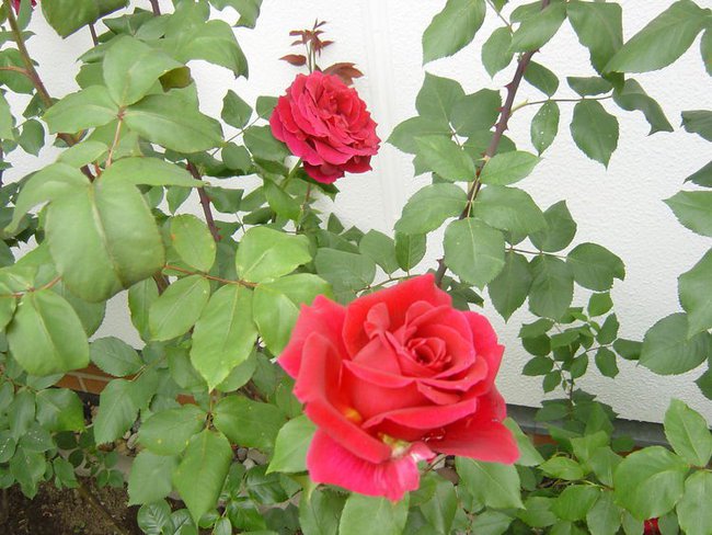 MILEGO WIECZORU IRENKO :)