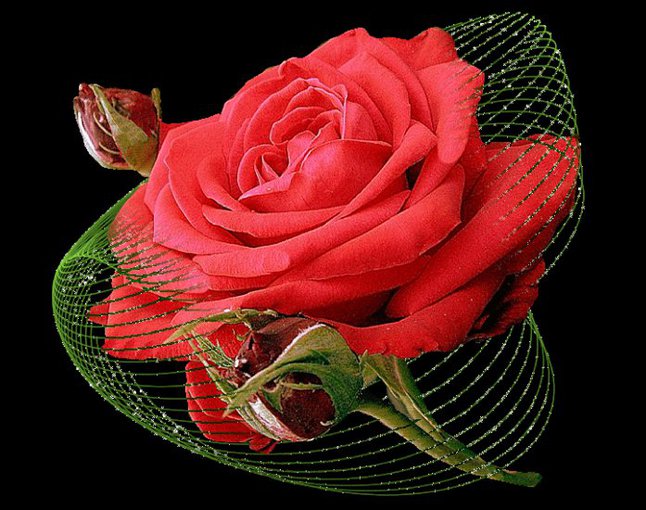 Roses are red my love