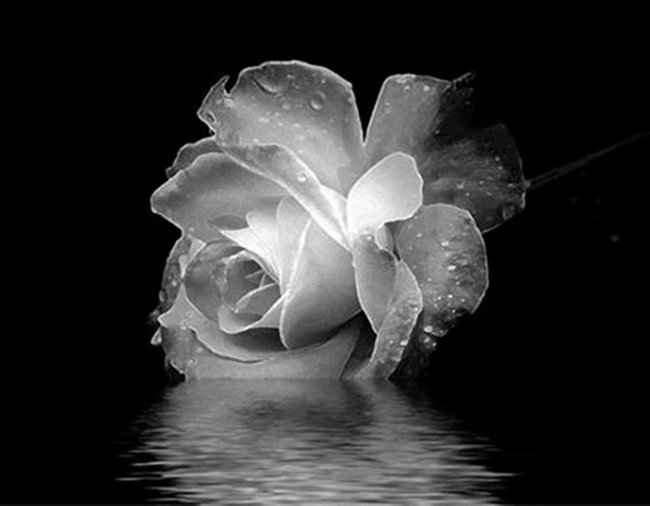 Dwa żywioły,róża i milczenie serc...