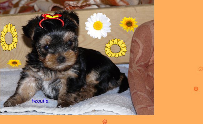 Do Serca przytul psa