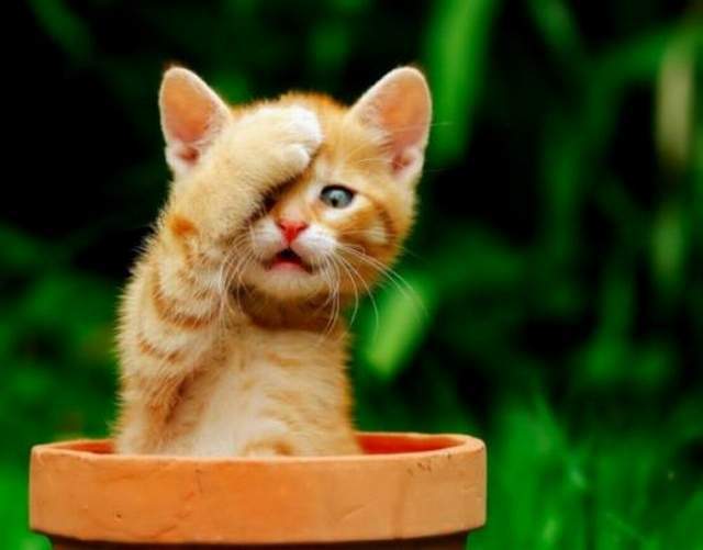 Koty, kotki, koteczki....