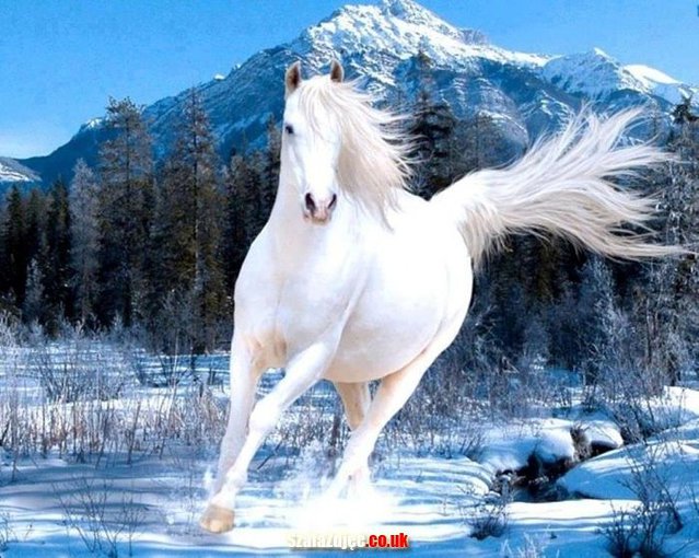 DLA   VANESSKI  ;;;;;