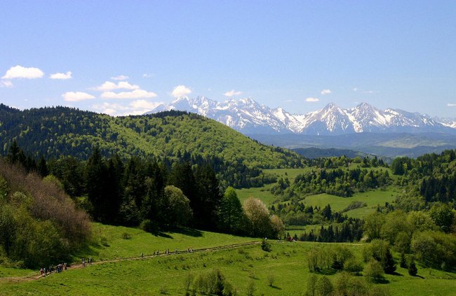 Góralu wracaj do hal