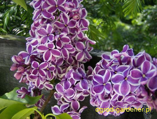 Bo szczeście to obecnośc drugiego człowieka, bliskiego...