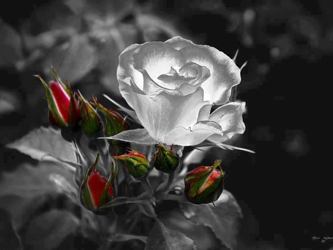 dla przyjaciół z naszej klasy