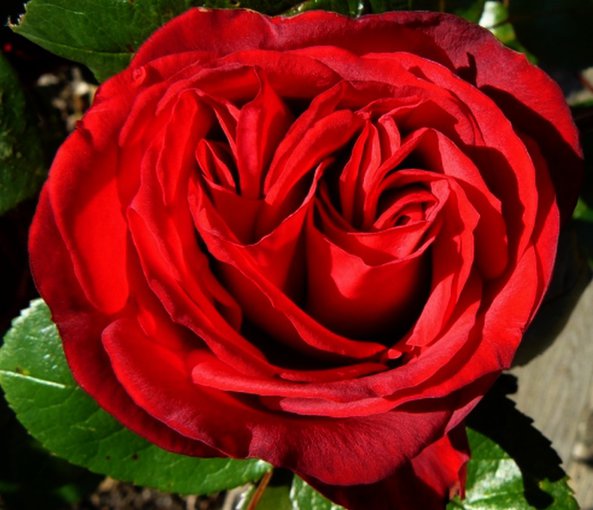 Pąsem namalowane...