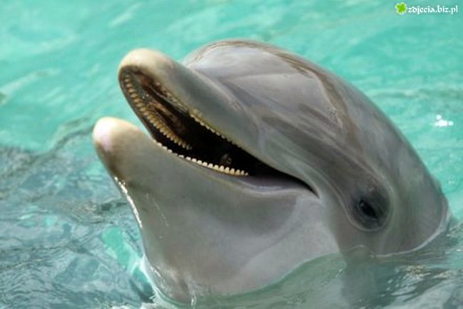 piękne delfiny