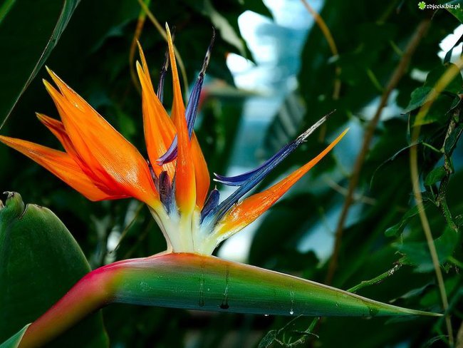 dla  znajomych i przyjaciół