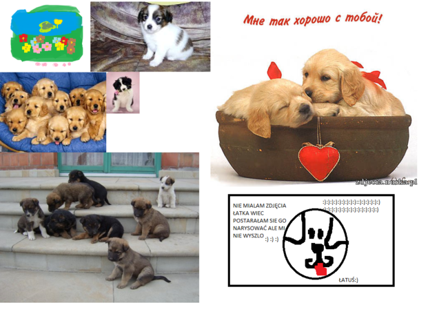 najpiekniejsze pieski na świecie