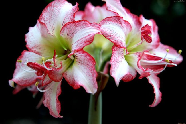 dla moich przyjaciólke Zosi i jadzi