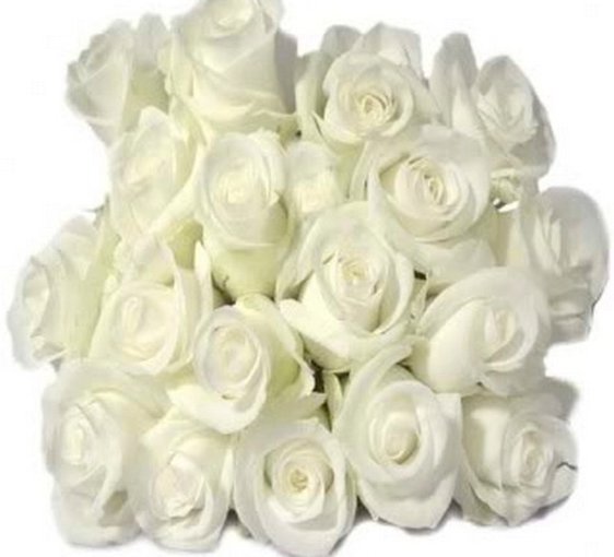 O różach  ciepłem  zauroczonych ...