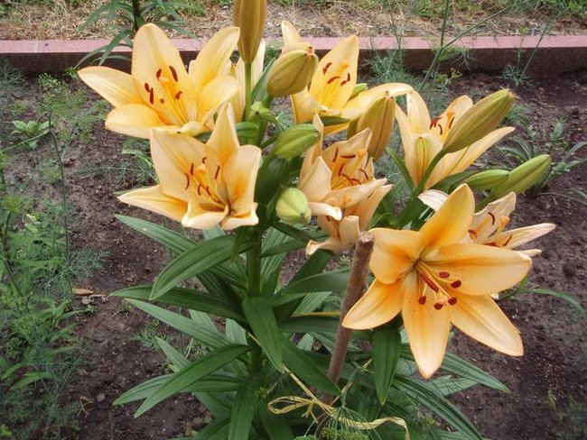 Pozdrawiam serdecznie Janeczko