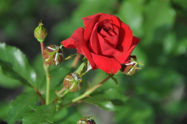 ŻYCZENIA IMIENIONE.