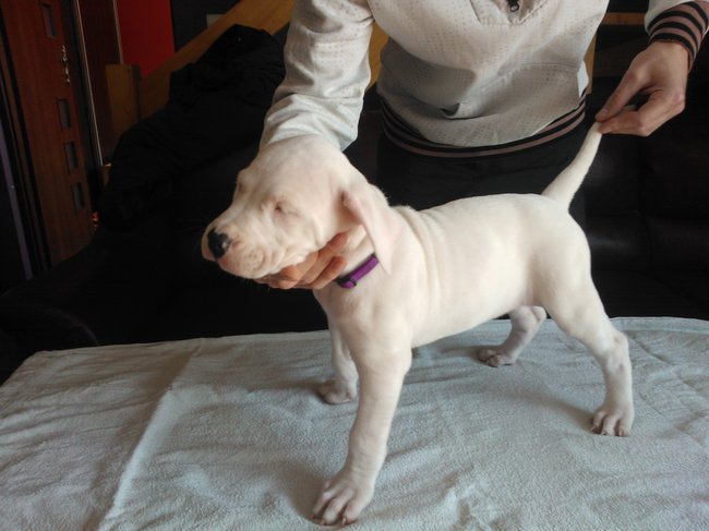 Dogo Argentino