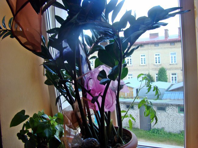 W DNIU TWYCH IMIENIN