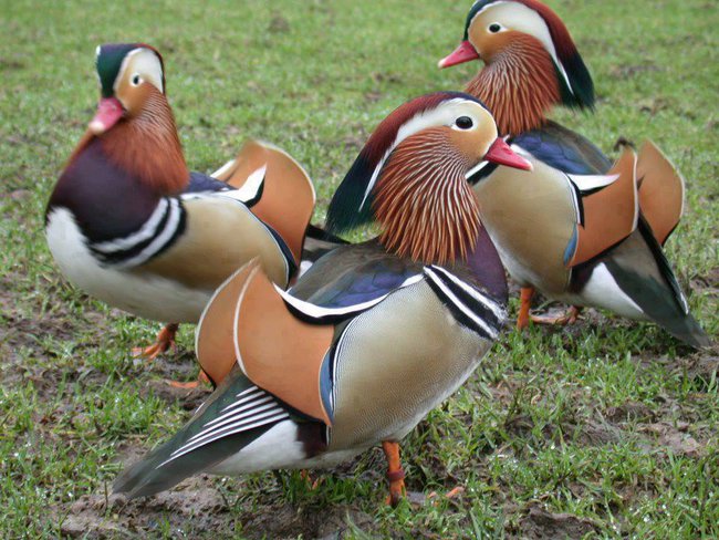 Mandarynka i nie tylko.