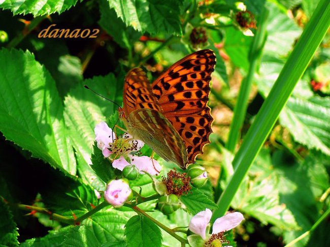 NIE      SPOGLADAJ   NIGDY     WSTECZ