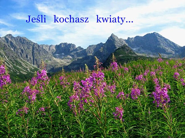 JEŚLI KOCHASZ KWIATY.....