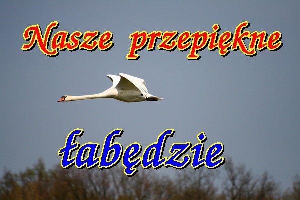 POLSKIE  ŁABĘDZIE