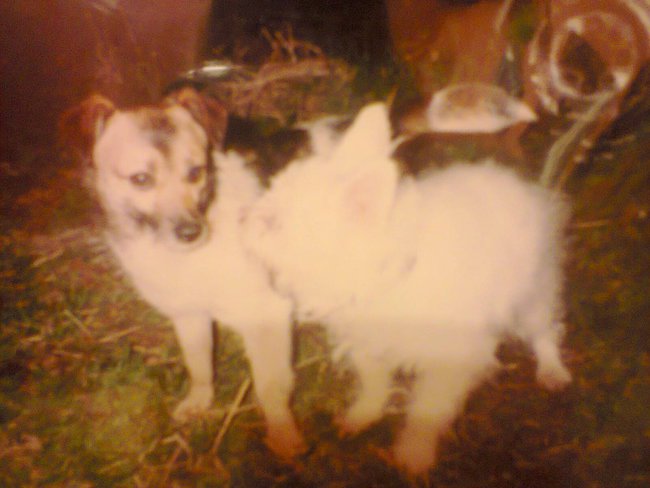 Mój Puszek Ś.P. 1985-2002