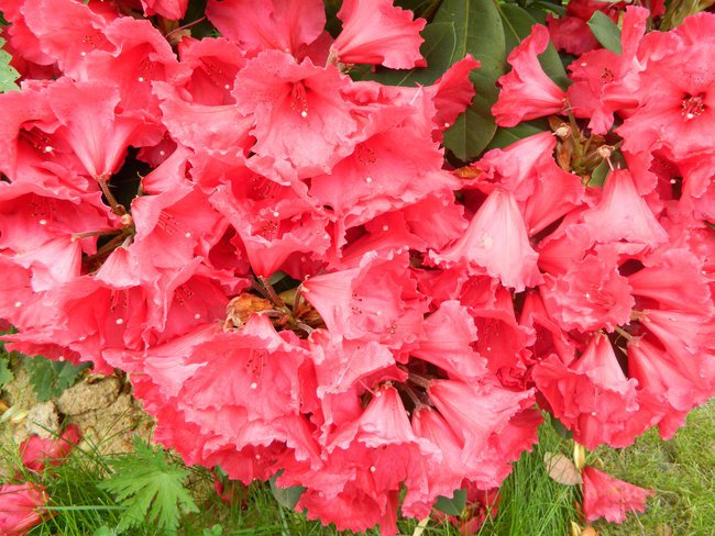 przyroda i zwierzęta