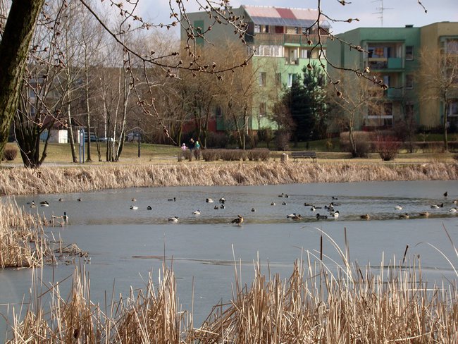 Kaczki na tyskim stawie.