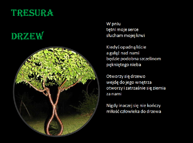 TRESURA DRZEW