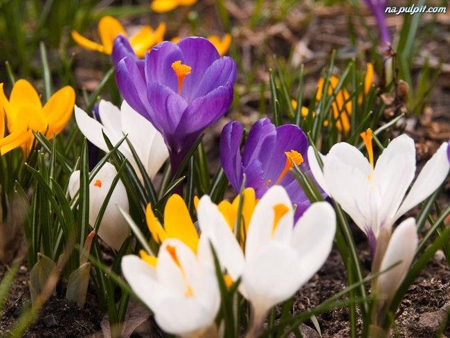 PIERWSZE WIOSENNE KWIATY DLA CIEBIE MOJ PRZYJACIELU .... Z WISNĄ NADZIEJE ROSNĄ