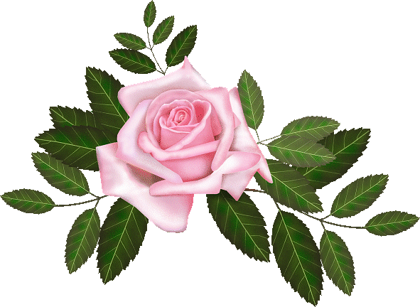 MOJE RÓŻE DLA PRZYJACIÓŁ:)))