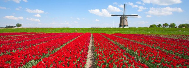 JACEK KIEROK - TULIPANY Z AMSTERDAMU