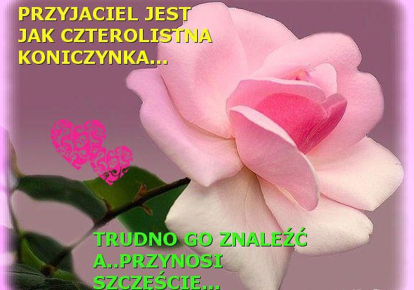 PRZYJACIELE
