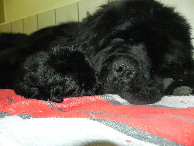 Happy Birthday litter 