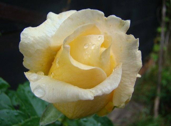 DESZCZYKIEM MALOWANE