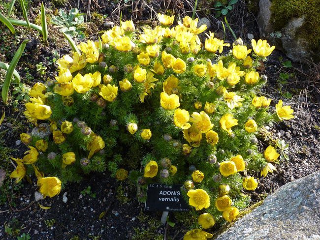 Cieszą oko,,są piękne....