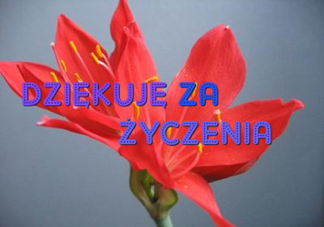 DZIĘKUJĘ ZA ZYCZENIA :)