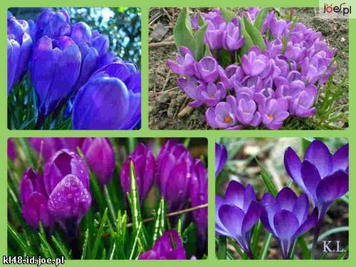 W DNIU NASZEGO ŚWIĘTA 8 MARCA