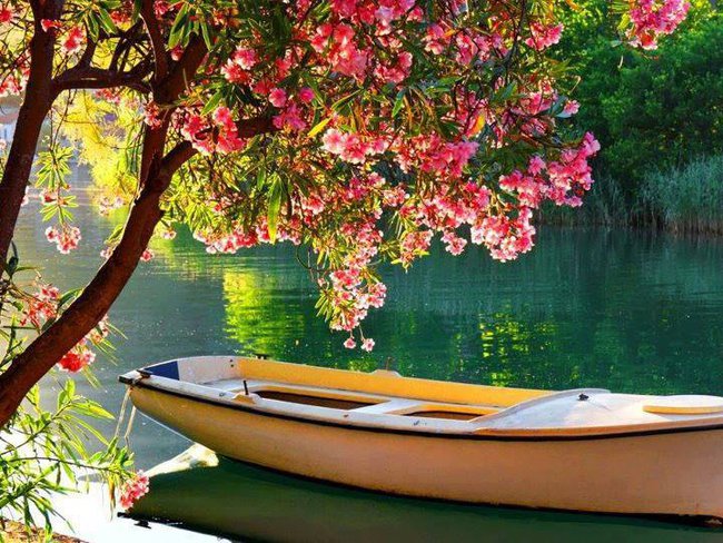 NASZE... RÓŻE... MIŁA