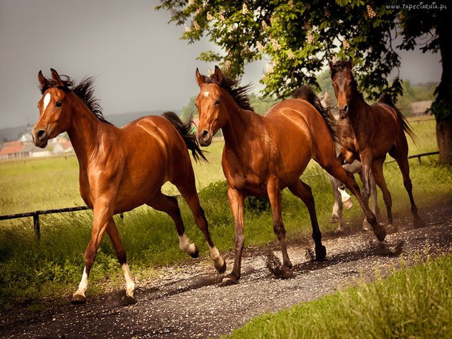 PIEKNE KONIE ...