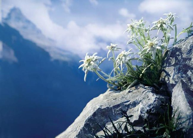 ***Alpejska szarotka