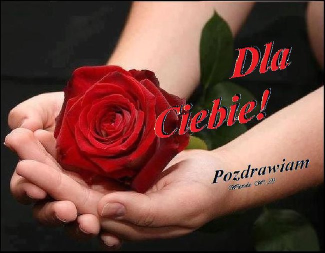 JEDNA JEST RÓŻA JEDNA JEST MIŁOŚĆ