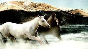 Specjalnie dla koniarzy adm. Roxette