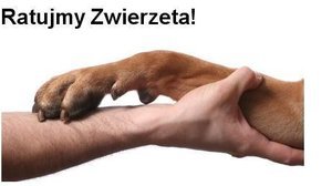 przemoc wobec zwierzat