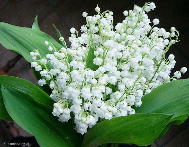 DLA MARYSI W 71 ROCZNICE URODZIN