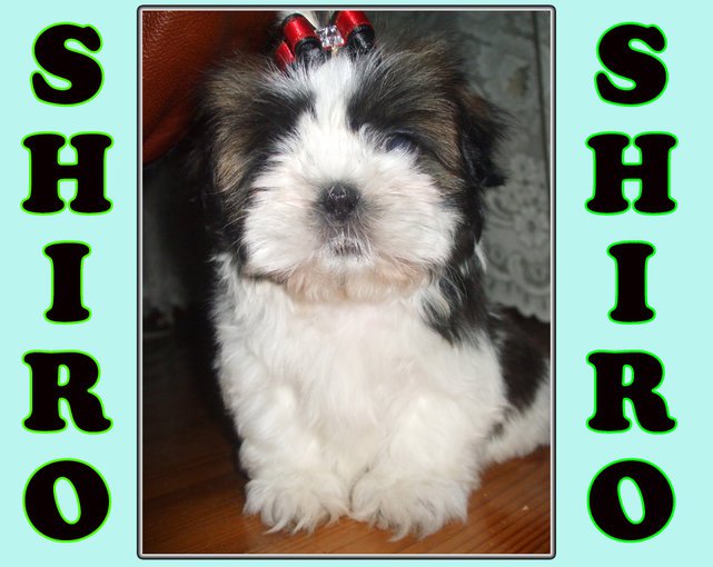 SHIRO - mój SHIH TZU